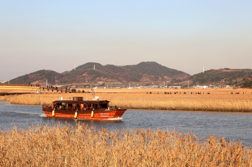 순천만 갈대밭. 대대포구에서 출발한 생태체험선이 바다로 나아가고 있다.