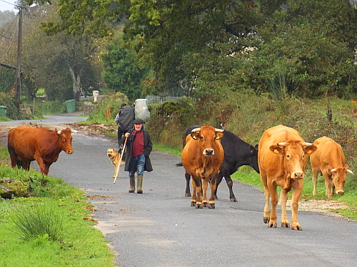 한 지역 주민이 소떼를 몰고 있다. 소들도 이런 산책(?)이 익숙한 듯 나름대로 진영을 갖춰 이동을 하고 있었다. 