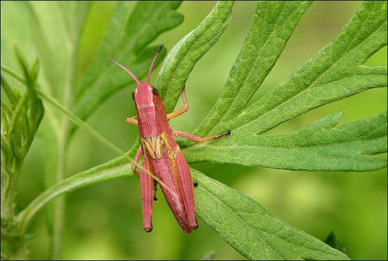 미기록종 분홍빛메뚜기의 몸길이는 20mm가량이다(2006.6.17. 백연리)