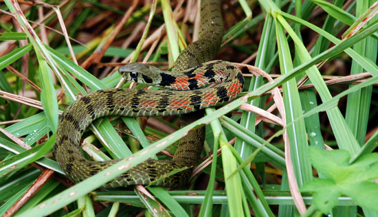 지난 8월 충남 부여군 백제보 인근에서 찍은 꽃뱀(전신에 꽃이 핀 것처럼 무늬가 있어 흔히 꽃뱀이라고 하며 유혈목이라고도 한다.)