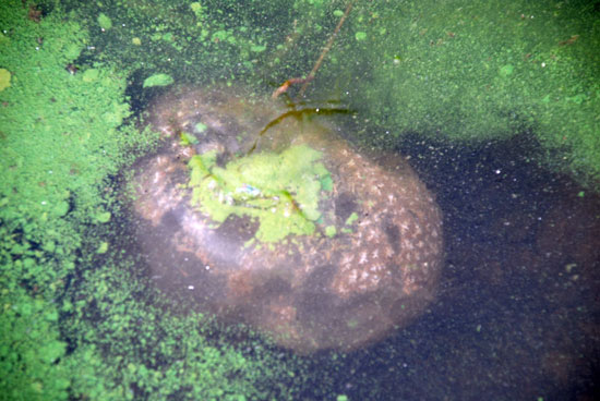 금강은 4대강 사업으로 만들어진 보 때문에 물의 흐름이 막히면서 녹조가 발생하고 있다. 지난 2014년 7월 13일 공주보 인근에서 큰빗이끼벌레가 녹조에 갇혀 죽어있다.