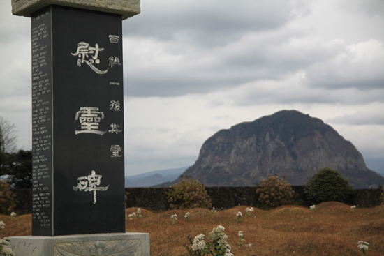 제주도 모슬포 백조일손지의 묘역의 풍경. 시들지 않는 국화꽃과 멀리 산방산이 보인다.