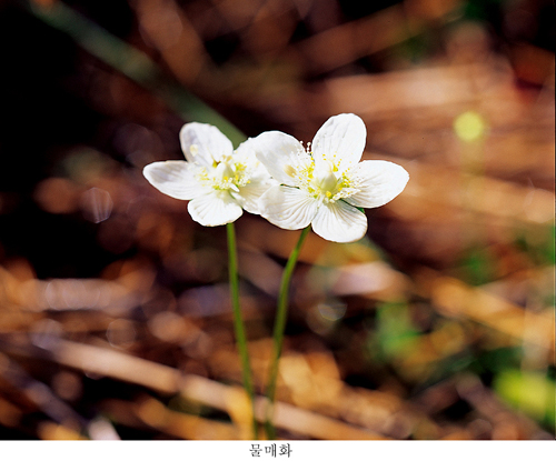 물매화, 높고 깊은 천황산에서 자란 고귀한 꽃이다.