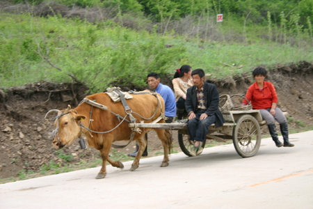 중국 동북 지린성의 일가족이 소달구지를 타고 일터로 가고 있다(2004. 5. 제3차 답사 길에 촬영).