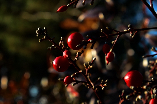 남천의 붉은 열매는 추위를 이겨내는 전기 히터처럼 따스한 빛깔이다. 하지만 전기 히터만으로는 결코 겨울을 이겨내지 못한다. 혼자가 아니라 더불어 살아가는 모습을 보여준 나눔의 흔적에서 ‘상생(相生)’을 배웠다.
