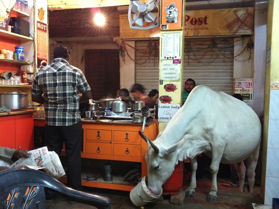 짜이(인도에서 널리 마시는 향신료가 가미된 홍차의 일종) 가게의 불청객
