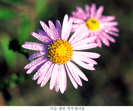 쑥부쟁이, 7~10월에 산길 들길에서 흔히 볼 수 있는 가을꽃이다.