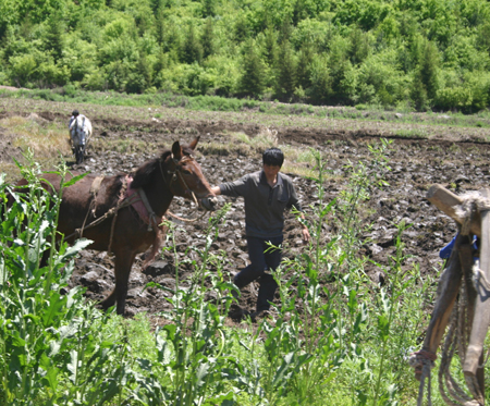 동북지방에는 말로 논을 갈고 있었다(2004. 5. 제3차 답사 때 촬영).