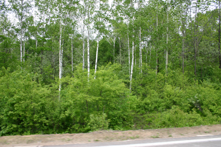 백두산 가는 길의 자작나무 숲(2004. 5. 제3차 답사 때 촬영)