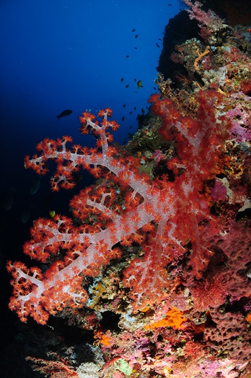필리핀 카시리스 리프에 있는 수중생물 연산호의 모습