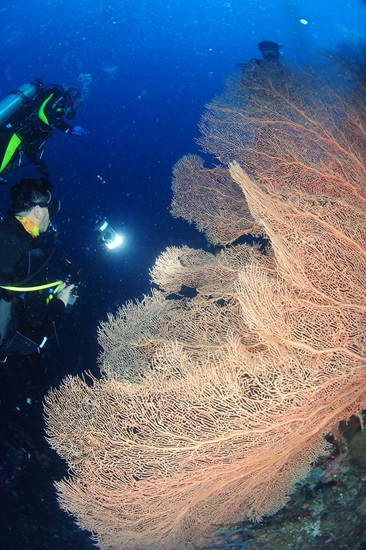 필리핀 카시리스 리프에 있는 수중생물 부채산호의 모습