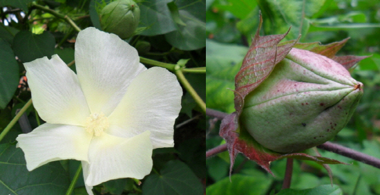 목화는 종자에 따라 잎의 모양과 꽃 색깔이 다르다. 오른쪽은 목화열매 '다래'