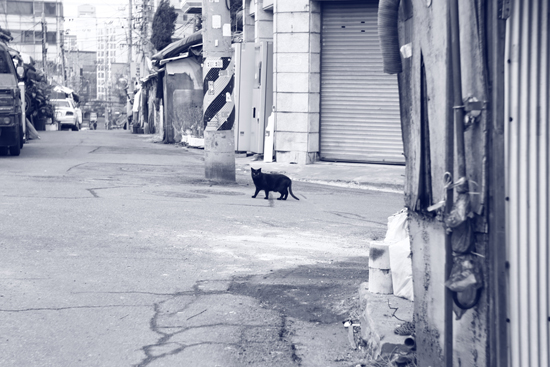 검은고양이 길고양이 한 마리가 어슬렁거리고 있다. 슬럼화되면서 그들의 천국이 되었다. 그러나 이제 머지않아 그들은 또 그곳에서 쫓겨나갈 것이다. 욕망의 덫이라는 것은 이렇게 인간이고 그와 곁에서 살아가던 이들 모두에게 아픔이라는 결말로 다가오는 것은 아닐까 싶다.