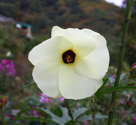 부용꽃으로 꽃말은 '정숙한 여인' 등 아름다운 여인을 상징한다(2014. 가을 원주 치악산에서 촬영).