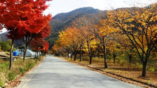 중앙고속도로 교각 및을 빠져나오면 음지마을로 들어가는길이 바로 나 있다.