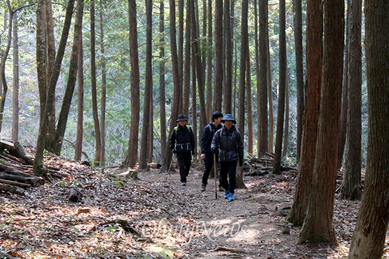 삼나무 숲길을 걷고 있다.