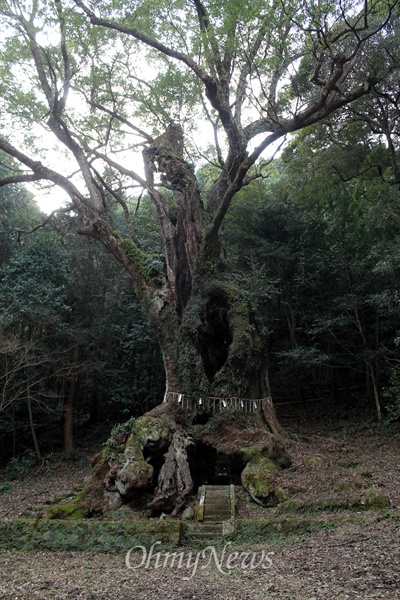 3천 년 묵었다는 다케오 녹나무.