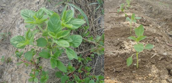씨앗을  서너개 파종후 튼실한 것 하나를 남기고 솎아낸다.(왼쪽) 모종은 한포기씩 한 줄로 심는 것이 좋다