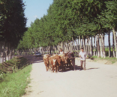 헤이룽장성 빈현 가는 길에서 만난 소를 몰고가는 농부
