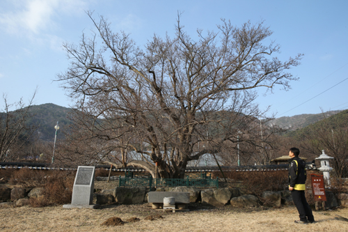 첫 산수유나무. 산수유 시목지로 알려진 구례 계척마을에 있다. 계척마을은 남도 이순신길 백의종군로의 시작지점이다.