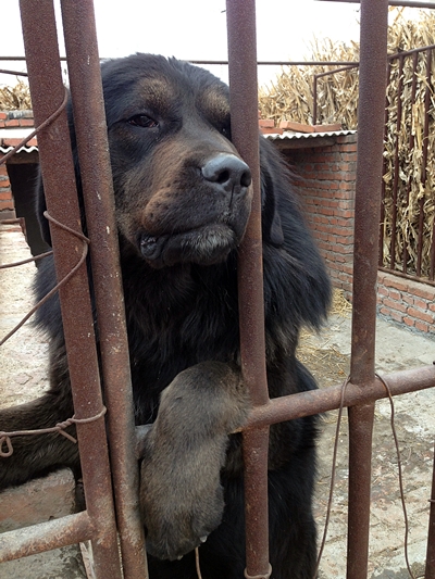 중국 시골에서 만난 개, 주인은 짱하오라고 하지만 확인할 길은 없다.