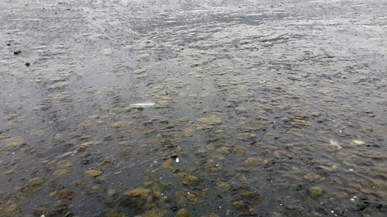 최근 4~5일간 수온이 오르면서 부유물질과 규조류, 녹조 사체가 금강 전역에서 번지고 있다.