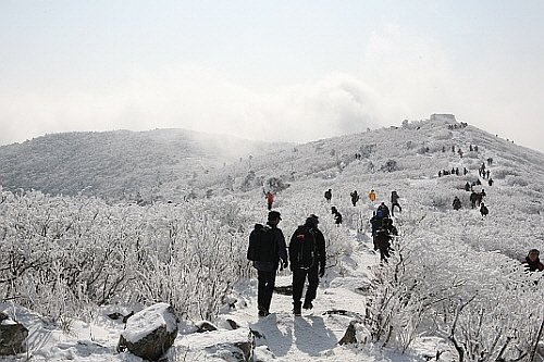 백두대간 능선과 주목 군락지의 상고대는 겨울 태백산의 상징이다.
