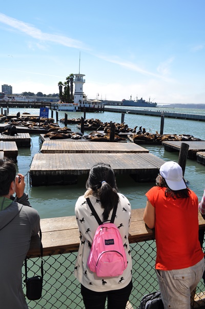 샌프란시스코에 가면 가까운 거리에서 바다사자를 볼 수 있다. 