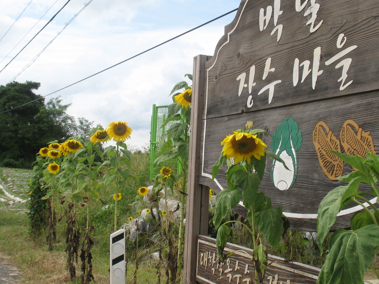 박달마을은 장수마을로 지정된 마을입니다. 아흔 넘으신 어르신부터 70~80대 어르신들이 많지요. 청년들이 심은 해바라기가 활짝 피었습니다.