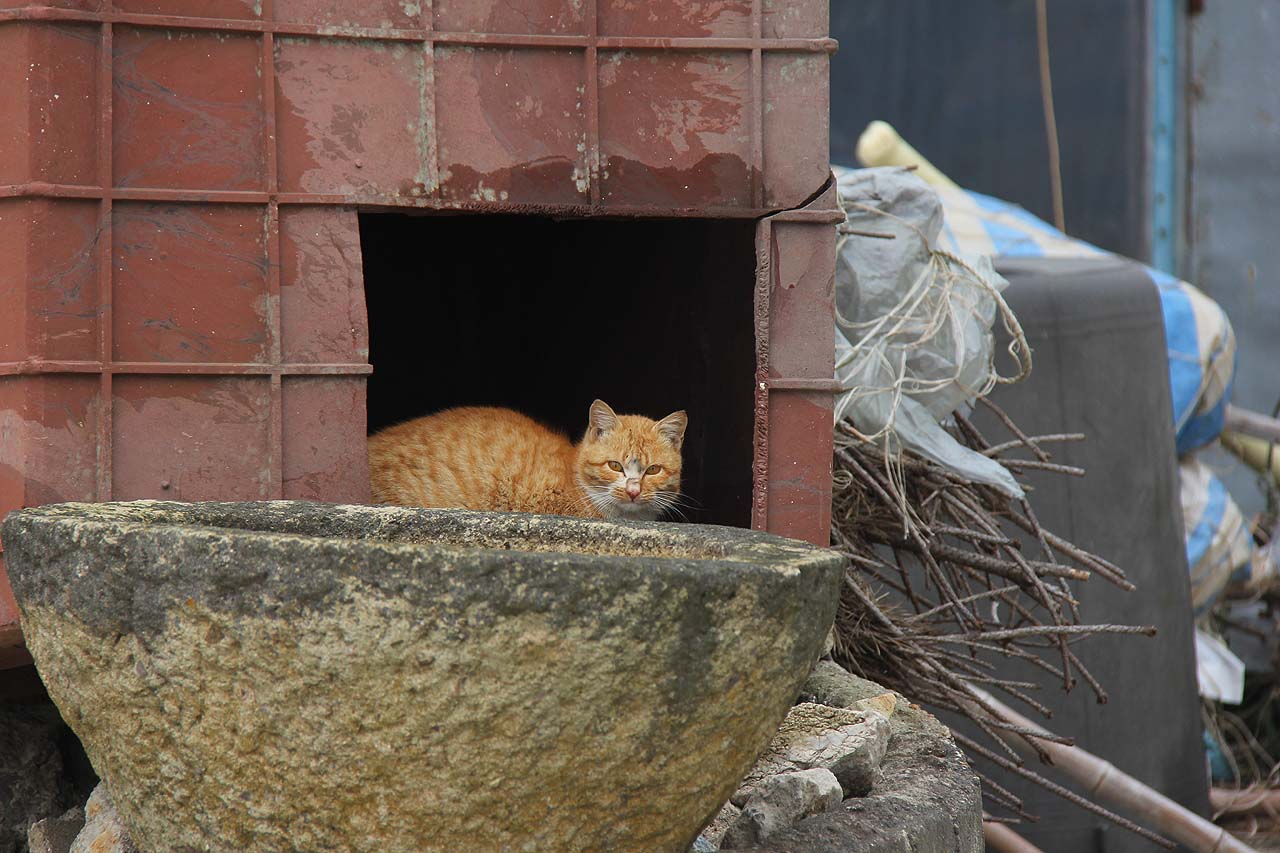사치도엔 고양이가 많다. 한 주민은 고무통을 길냥이의 집으로 개조해주었다.