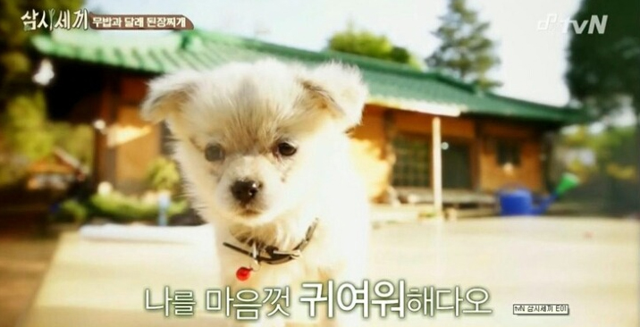  tvN <삼시세끼> 정선편에 출연한 강아지 밍키
