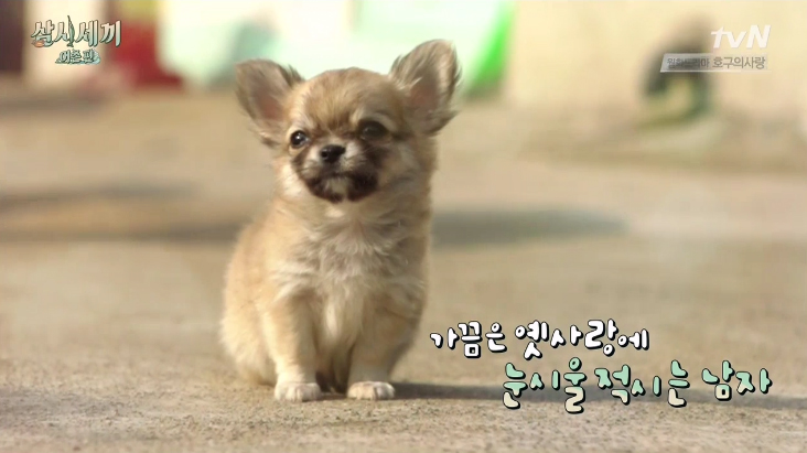  지난 23일 첫 방송된 tvN <삼시세끼> 어촌편에 출연한 강아지 산체