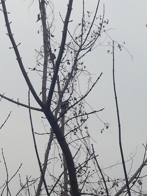 나뭇가지에 앉아있는 쇠박새 