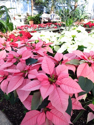 포인세티아(Poinsettia)