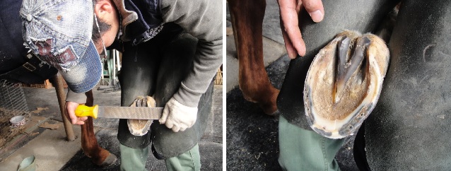 　　20 년 경력의 다다 씨가 말 발톱을 줄로 갈아내고 새 발굽으로 바꾸는 일을 하고 있습니다. 오른쪽은 알파벳 V 자로 된 말 발바닥입니다. 