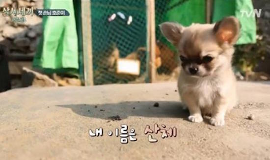  tvN <삼시세끼-어촌편>에 출연한 강아지 산체