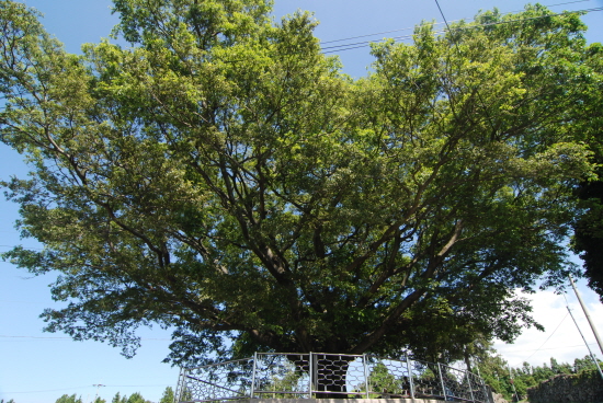 소길리 경로당 앞 퐁낭(팽나무).