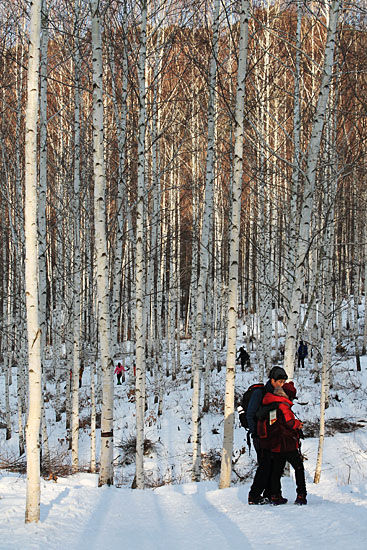 자작나무숲을 걷는 사람들.