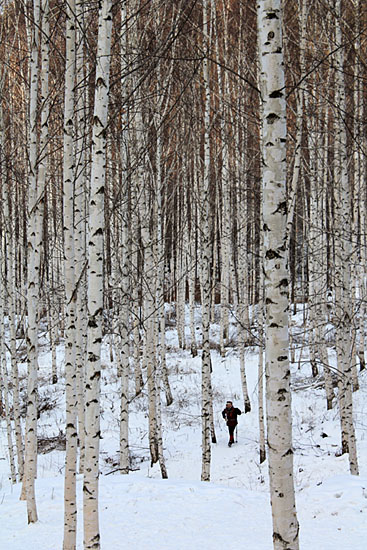 자작나무 숲 사이를 걷는 사람들.