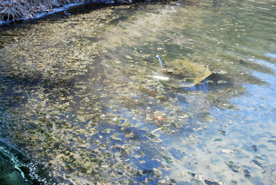 흐르던 강물이 4대강 사업으로 흐름이 멈추면서 한겨울에도 조류 사체와 부유물질로 가득해 시궁창을 연상케 하고 있다.