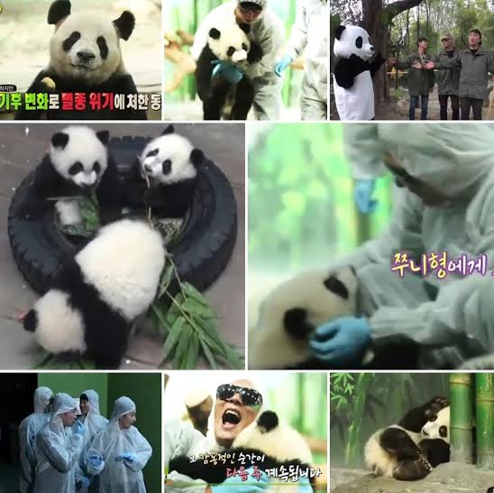  MBC <일밤-애니멀즈> '곰 세 마리'가 중국 전염병 비상으로 종영한다.