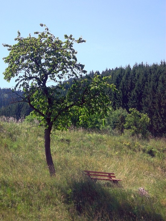 비록 잎이 무성하지는 못한 나무이지만 홀로 있는 벤치에 작은 그늘이 되어주던 독일 Gutach 의 한 풍경 

