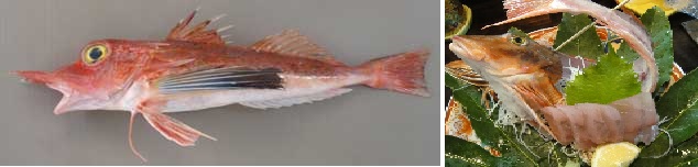       성대는 한국 동해안에서 겨울에 잡히는 대표적인 생선입니다. 주로 생선회로 먹습니다.