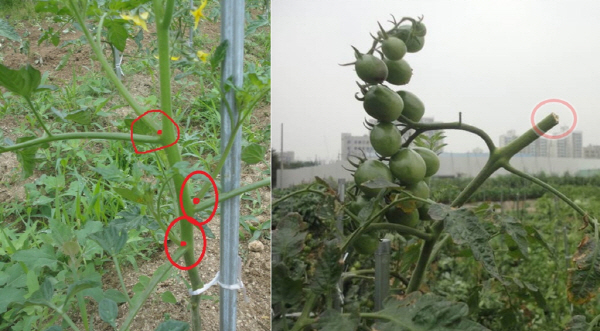 토마토는 줄기와 잎 사이의 곁순(왼쪽)을 제거하고, 영양성장이 정점에 이르면 더 이상 자라지 않도록 성장줄기를 잘라준다(오른쪽)
