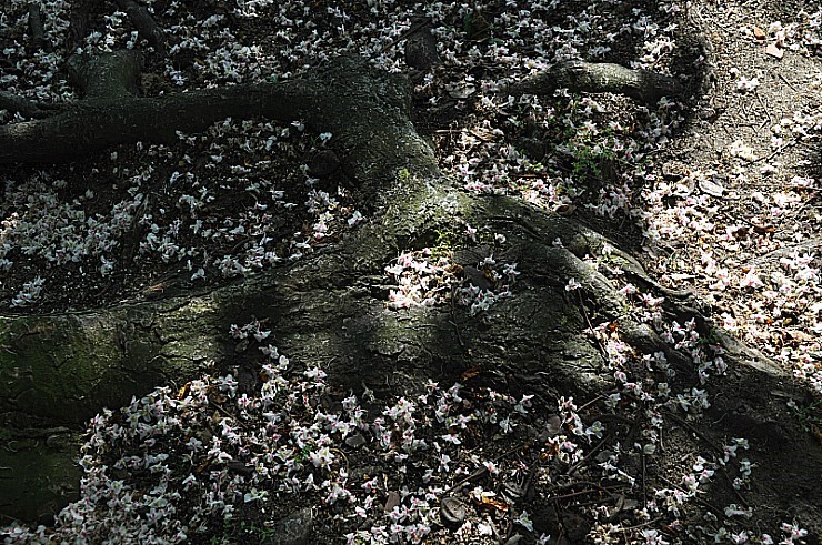  독일 뉘른베르크, 떨어진 꽃잎들. 2011 년. 