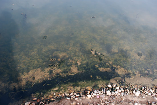 최근 따뜻한 날씨로 금강의 얼음이 녹으면서 지난해 가라앉았던 녹조 강바닥을 뒤덮고 있다. 