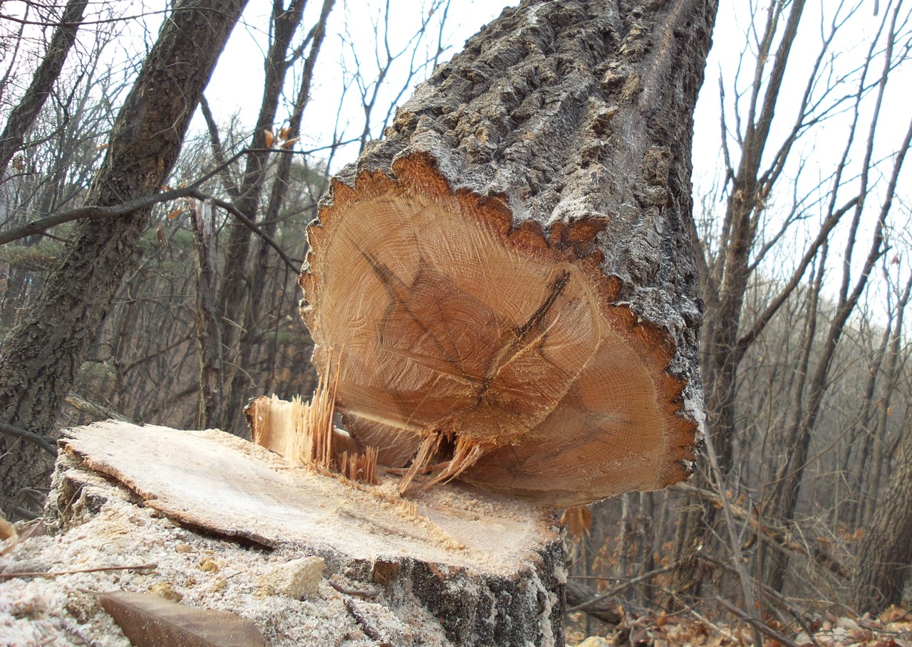 45살이 넘는 굴참나무가 하루아침에 잘려나갔다. 환경영향평가서가 허위 작성된 타당성도 없는 사업 때문에, 40여년간 숲을 지켜 온 나무가 죽음을 맞은 것이다. 