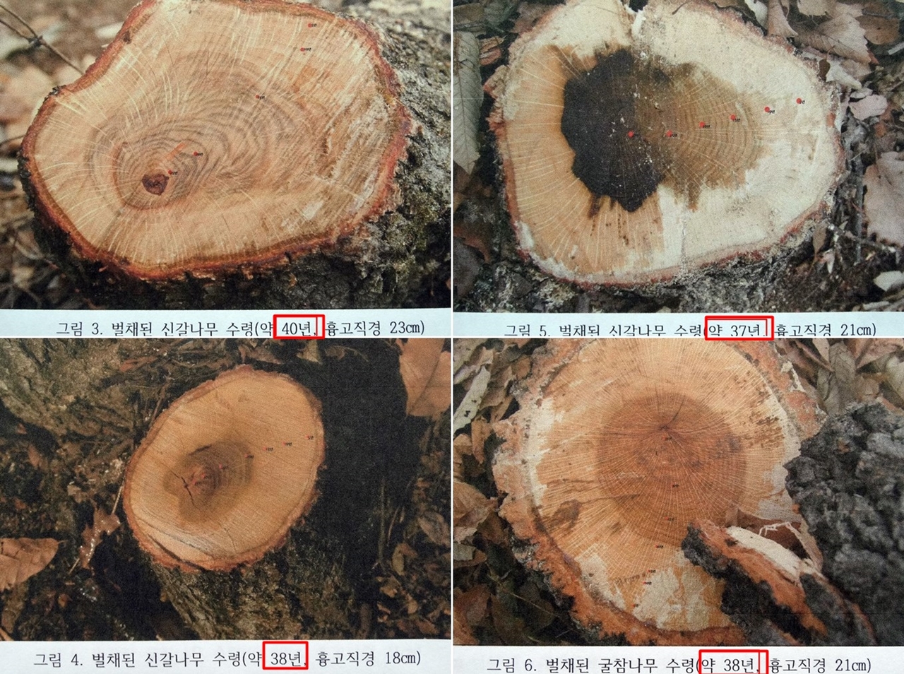  상지대학교 엄태원 교수는 S사가 잘라낸 나무의 지름과 나이테를 정확하게 조사했다. 대부분 38년에서 40년된 신갈나무와 굴참나무들이었다. S사 스스로 이곳의 나무들이 8등급임을 증명해준 것이다. 