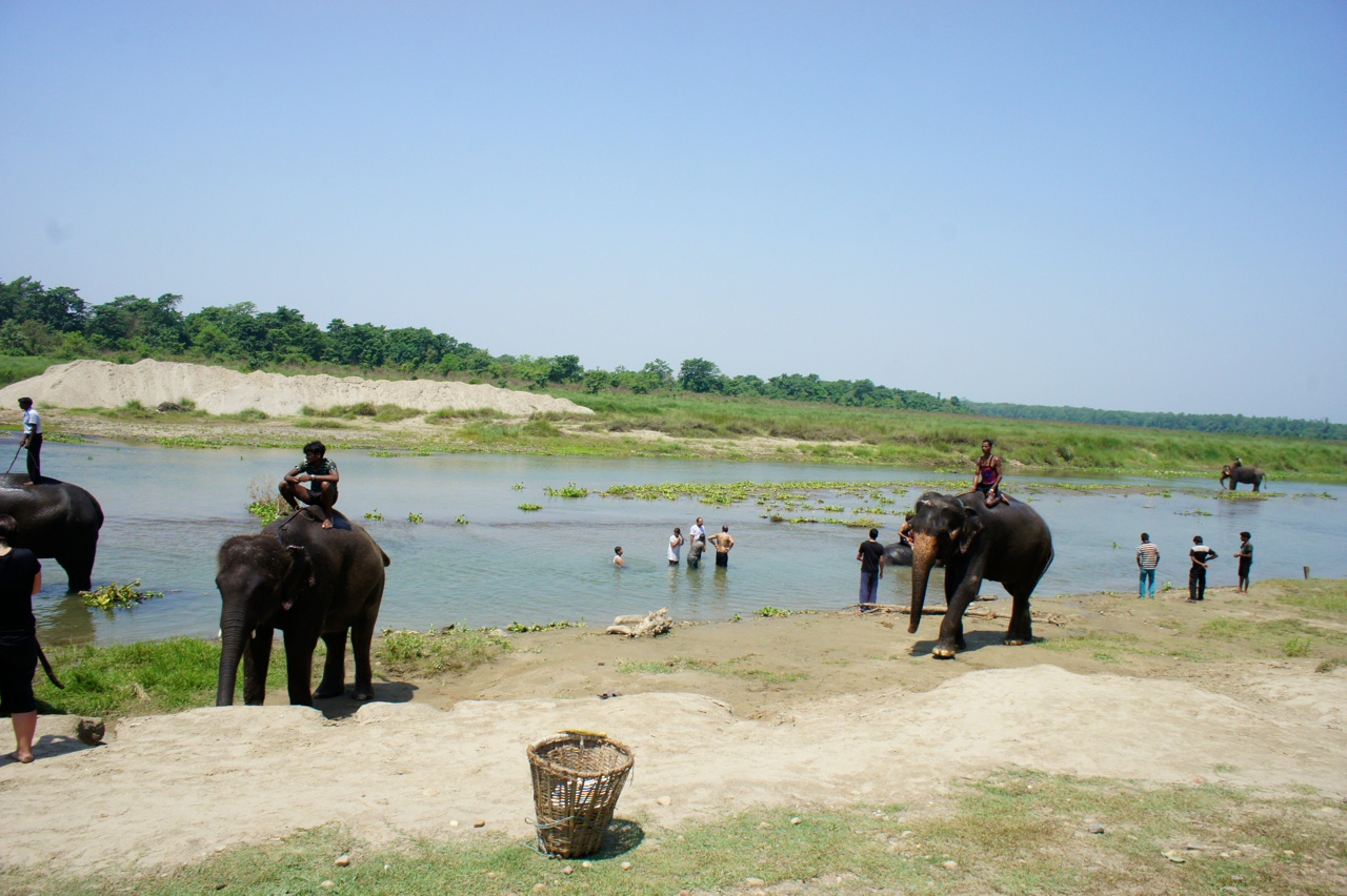 코끼리 목욕시키기. 대부분의 투어 프로그램에 포함되어 있다. 
