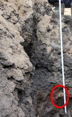 약 1.2미터 아래에 희생자의 다리뼈로 추정되는 유해가 드러났다.(붉은 색 원안). 유해가  깊이  1.5 미터까지 켜켜이 쌓여 잇는 것으로 보인다.